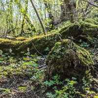 Весна в лесу :: Алена Сизова