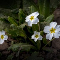 примулы белой цветок :: gribushko грибушко Николай