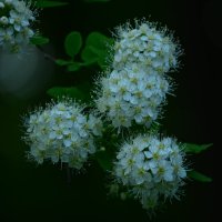 цветы :: Полина 