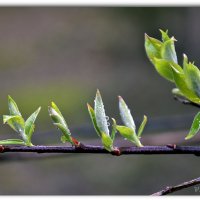 Весело весной :: Василий Хорошев