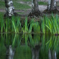 Линии отражений :: Наталья 