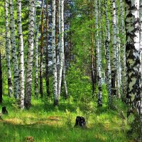 В весеннем лесу :: Сергей Чиняев 