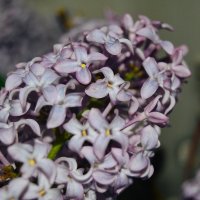 цветы весны :: Света Кондрашова
