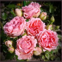 Букет из роз :: lady v.ekaterina