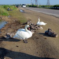 Что-то долго нет автобуса... :: Ольга Голубева