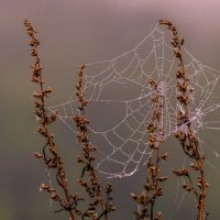 Паутинка :: Анатолий 