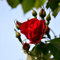 Про розы... :: Михаил Болдырев 