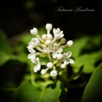 Lilac white :: Tatiana 