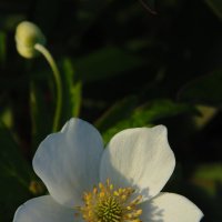 Белый цветок. :: Людмила Ларина