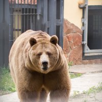 Медведь :: Анастасия 