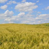 Пшеничное поле. :: Виктор ЖИГУЛИН.