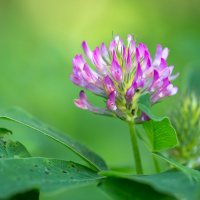 Клевер луговой (Trifolium pratense) :: Виталий Рыбалов