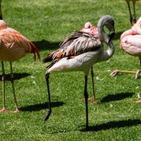 Фламинго в Лора парке :: Witalij Loewin