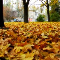 Осенние листья. :: Геннадий Прохода