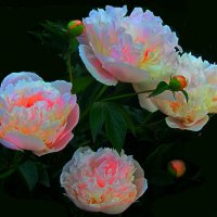 PEONY 16.5 :: Владимир Хатмулин