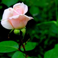 Благоухая красою своей нежная роза жила без друзей. :: Валентина ツ ღ✿ღ