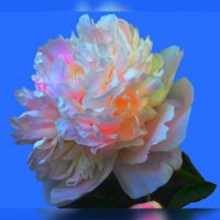 PEONY 16.3 :: Владимир Хатмулин