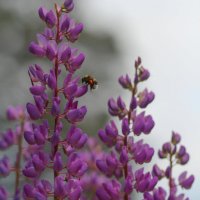 Полет пчелы :: Alexey Romanenko