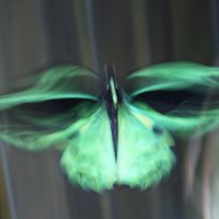 Орнитоптера приам (лат. Ornithoptera priamus) в полете,мужчина.Австралия :: Антонина 