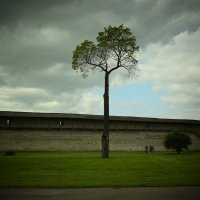 Дерево :: Рита Захарова