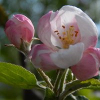 цветок яблони :: lesia 