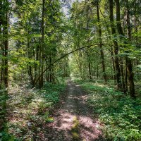 in the forest :: Zinovi Seniak
