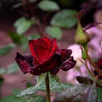 После дождя... Серия "О розах с любовью..." :: Наталья Костенко