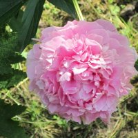 Розовый цветок :: Дмитрий Никитин
