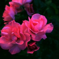 розовые розы :: Ilka tro