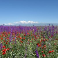 Цветы Армении :: Volodya Grigoryan