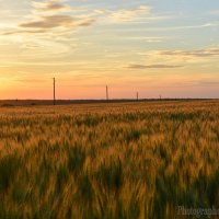Поле пшеницы на закате :: Виктор 