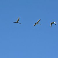 лебеди в полете :: linnud 