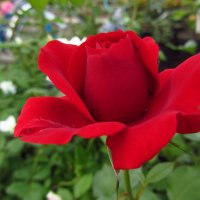 Снимать розы никогда не надоест :: Андрей Лукьянов