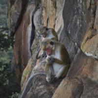 Сигирия. Они у себя дома. Sigiriya. They аre at home. :: Юрий Воронов