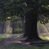 Утренний свет.... :: Юрий Цыплятников