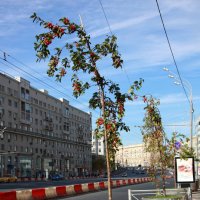 Городские деревья :: Евгений 