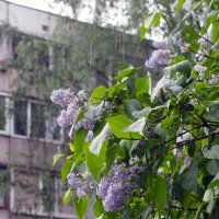 Сирень и дождь. :: Sergey ///