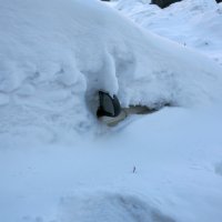 Из под снега робко пробиваются первые подснежники.. :: Евгений 
