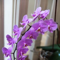 Орхидея. :: Татьяна Калинкина