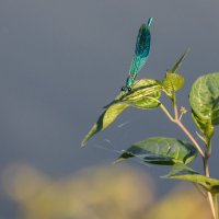 Голубая стрекоза :: Waldemar .