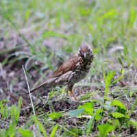 Певчий дрозд (лат. Turdus philomelos) :: Владимир Плужников