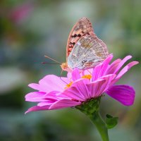 Butterfly on a flower :: Денис Маншилин