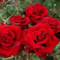 Букет красных роз на клумбе... :: Тамара (st.tamara)