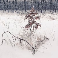 Lonely tree in snow :: Roman 