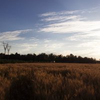 Пшеничное поле :: Руслан Лутов