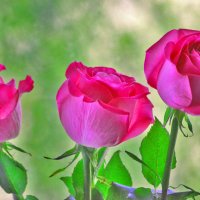 Розовые розы или воспоминания ушедших дней :: galina tihonova