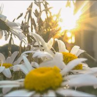 Ромашки в закатном солнце :: f_lorik 
