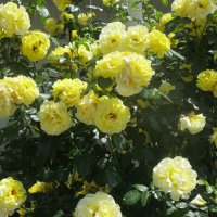 Розы цвета солнца :: Svet Lana 