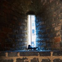 Голубиное гнездо в бойнице крепости Виченцы :: Андрей Крючков