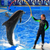 Три в одном. Прыжок дельфина через кольцо, которое держит  тренер стоя на плывушей белухе :: Vladimir 070549 